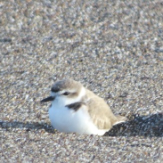 Snowy Plover, by Mark Gorges