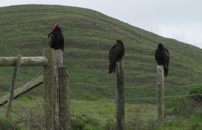 2017-03-07 Point Reyes Abbotts Lagoon 8 Turkey Vultures