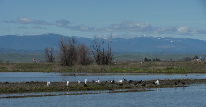 2017-03-08 Sacramento NWR 9 Snowy Egret, Glossy Ibis