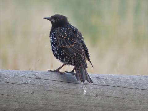 5 Juvenile Birds that Bring Cuteness to Backyard Birding